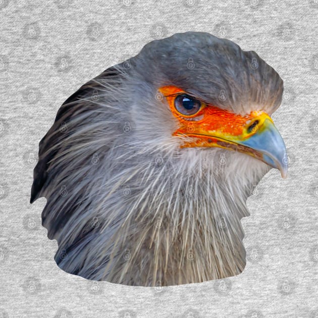 Majestic head of a Secretary Bird by dalyndigaital2@gmail.com